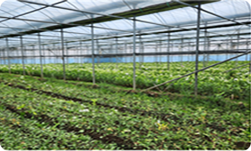 백합 수급 안정 사업의 일환으로 비닐하우스에서 품위 저하 백합 절화를 정리한 모습